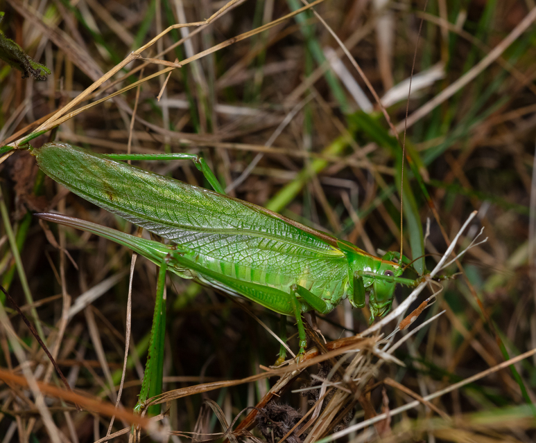 Tettigonia viridissima - zöld lombszöcske
