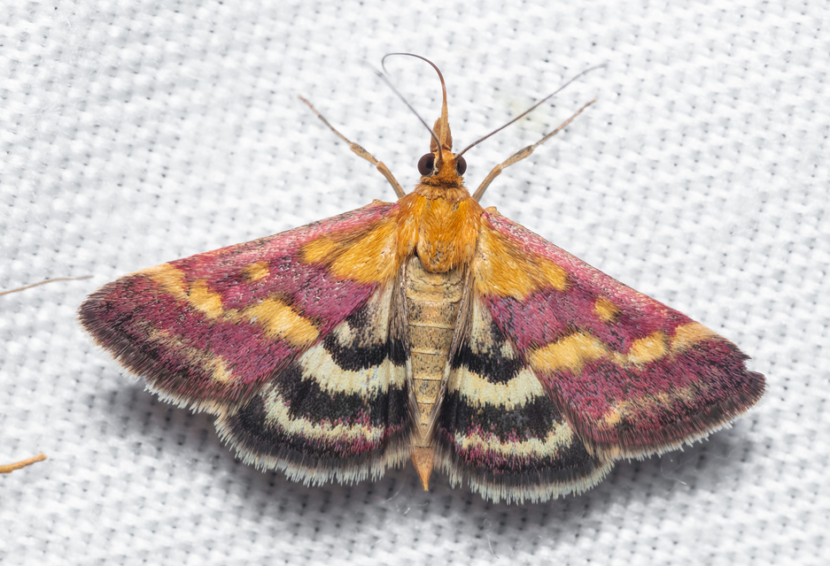 Pyrausta ostrinalis - ritka bíbormoly