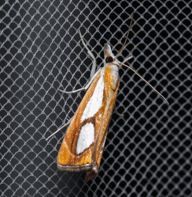 Catoptria pinella - ezüstös fűgyökérmoly