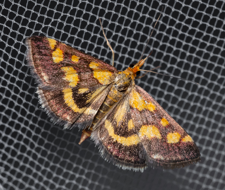 Pyrausta purpuralis - közönséges bíbormoly