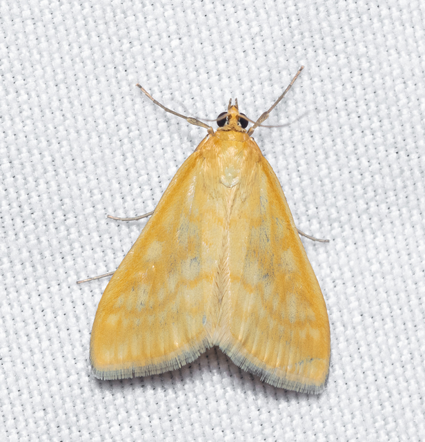 Sitochroa verticalis - világossárga dudvamoly