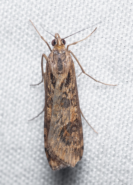 Nomophila noctuella - közönséges vándormoly