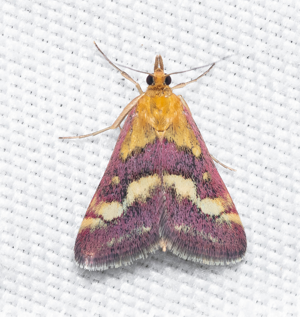 Pyrausta ostrinalis - ritka bíbormoly