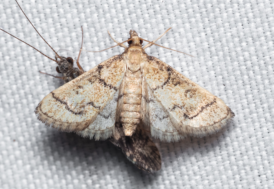 Metasia ophialis - kígyósávos tűzmoly