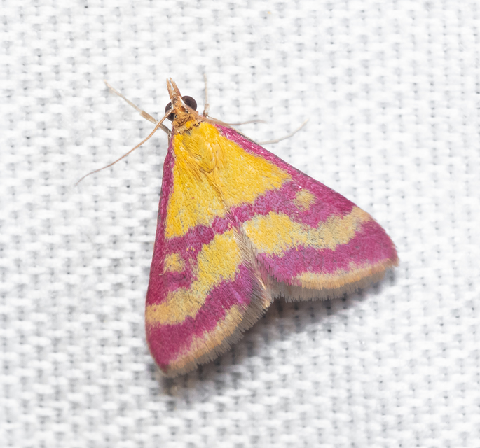 Pyrausta sanguinalis/virginalis