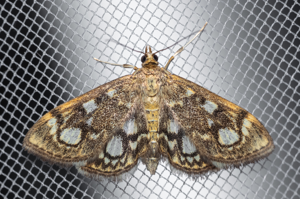 Anania coronata - koronás dudvamoly