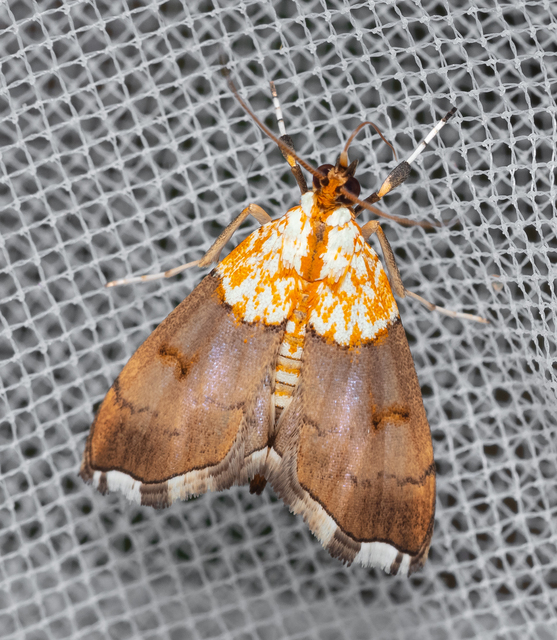 Agrotera nemoralis - ligeti tűzmoly