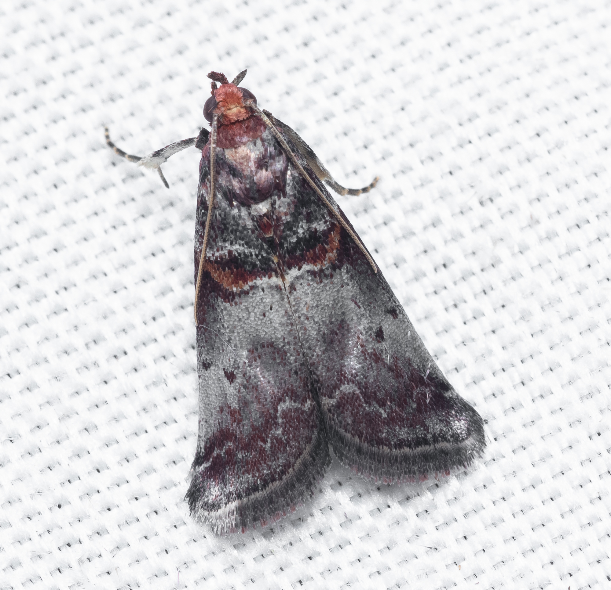 Acrobasis suavella - karszterdei karcsúmoly