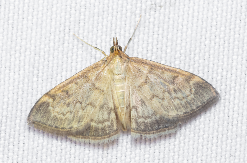 Patania ruralis - csalánevő tűzmoly