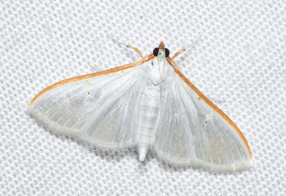 Palpita vitrealis - hófehér tűzmoly