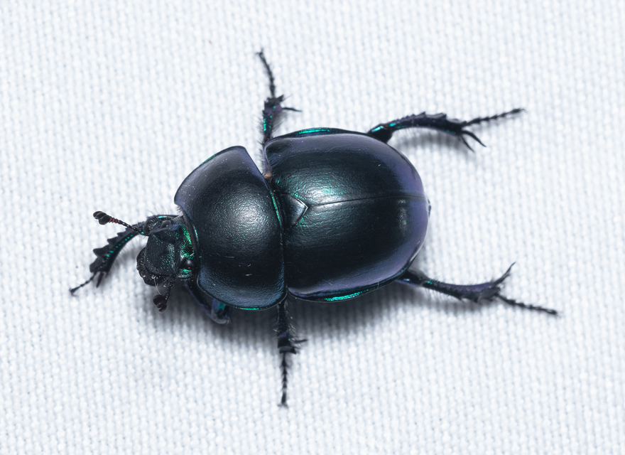 Trypocopris vernalis - tavaszi álganéjtúró