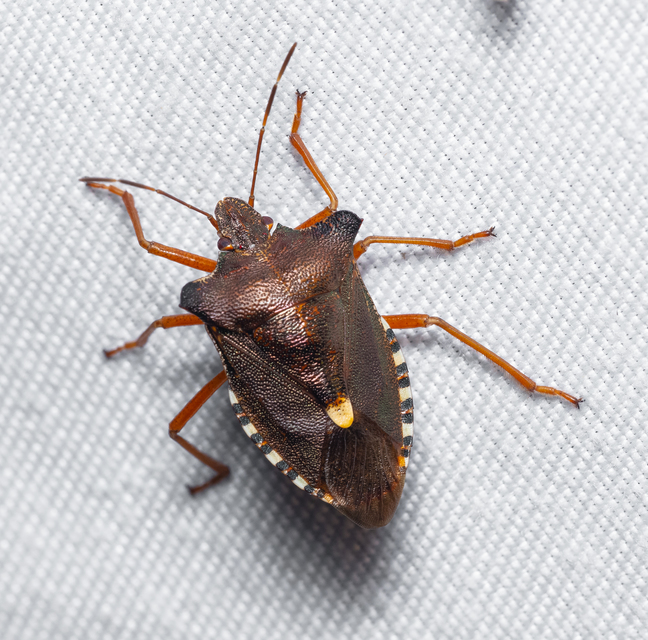 Pentatoma rufipes - vöröslábú címerespoloska Pentatoma rufipes - vöröslábú címerespoloska
