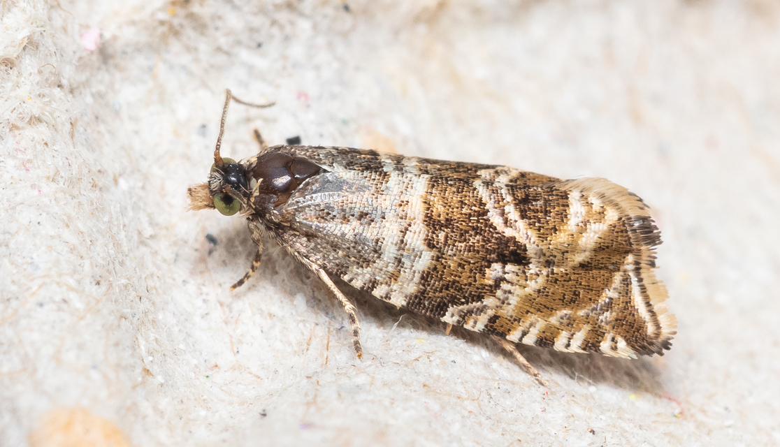 Celypha rivulana - dudvasodró tükrösmoly