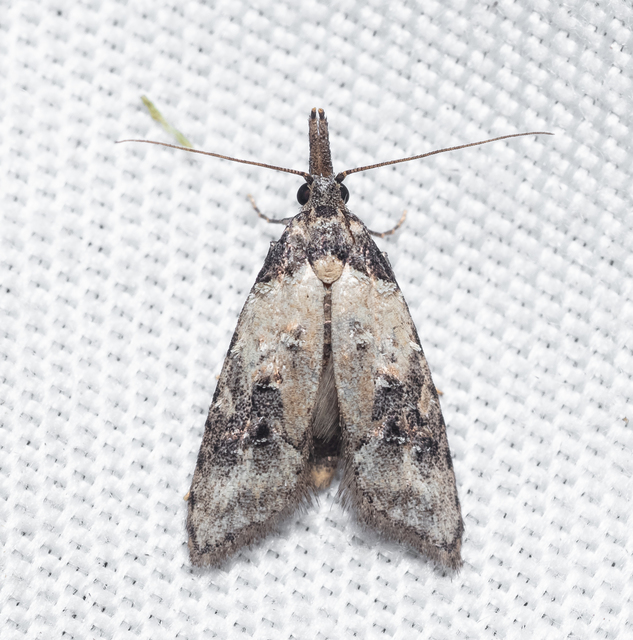 Carposina scirrhosella - közönséges csipkebogyómoly