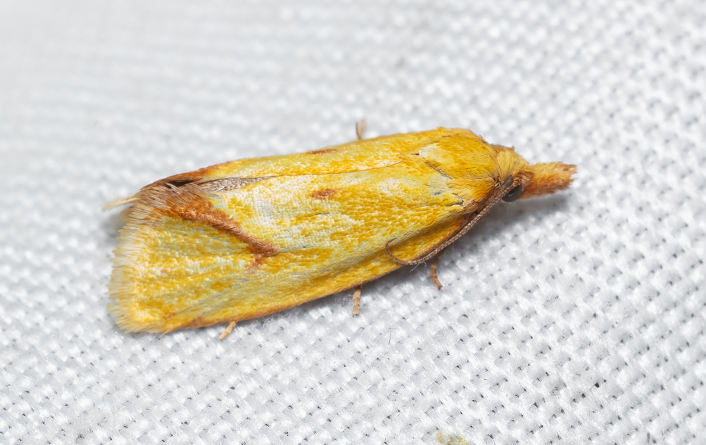 Agapeta hamana - közönséges sárgamoly