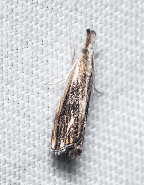 Catoptria verellus - kormos fűgyökérmoly