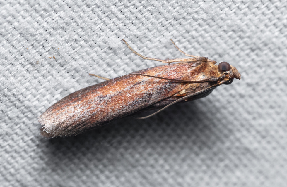 Phycitinae