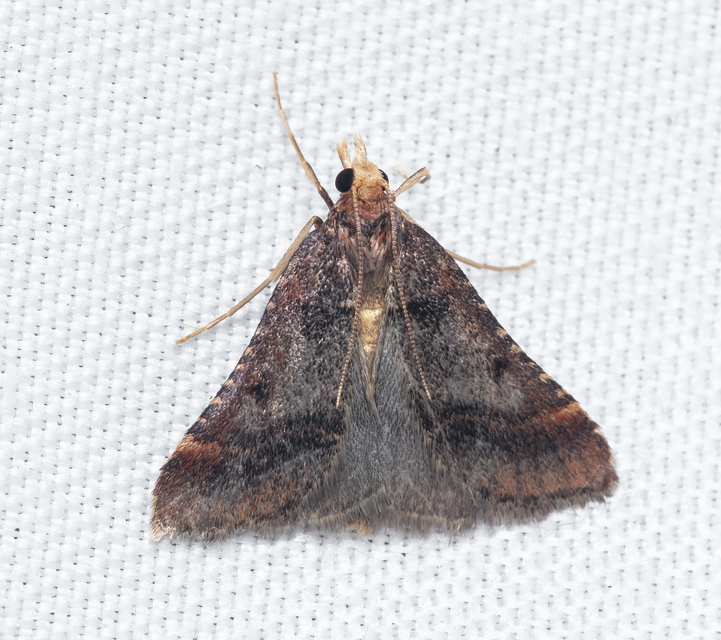 Stemmatophora brunnealis - barna fényilonca