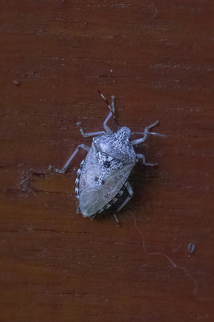 Rhaphigaster nebulosa - bencepoloska