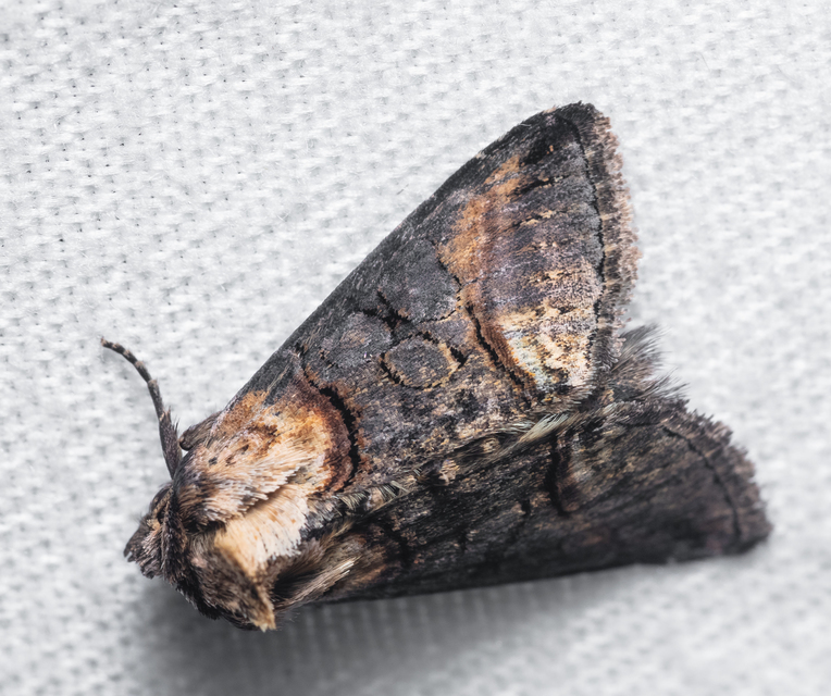 Abrostola agnorista - sziklalakó csalánbagoly