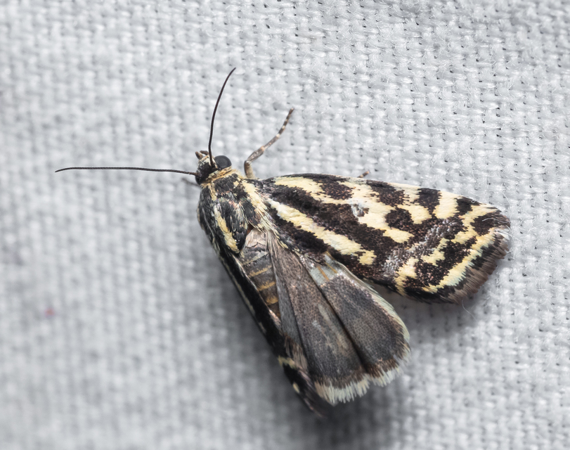 Emmelia trabealis - zebrabagoly