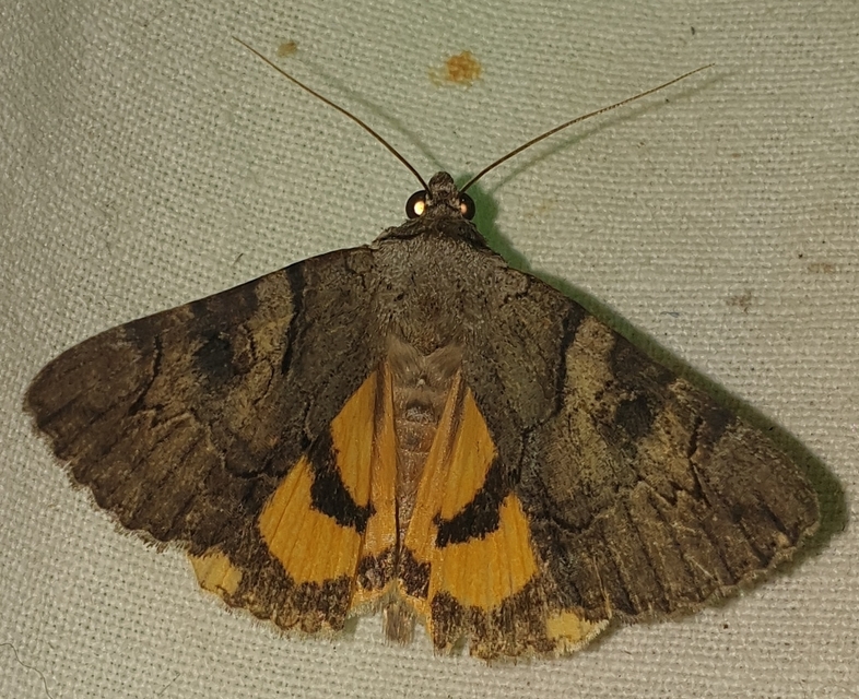 Catocala hymenaea - kökény-övesbagoly