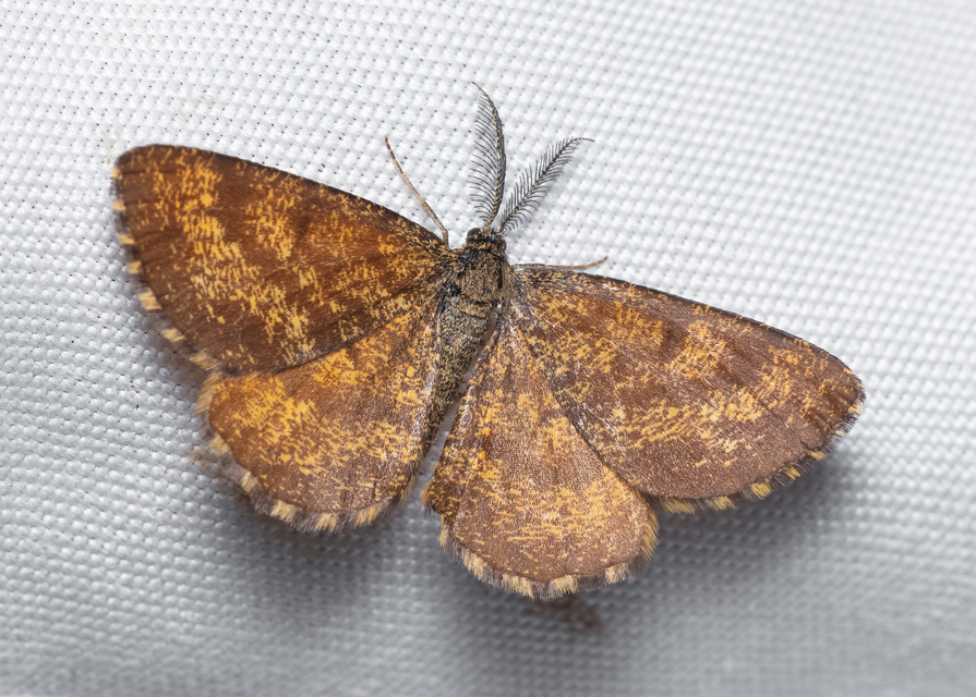 Ematurga atomaria - barna rétiaraszoló
