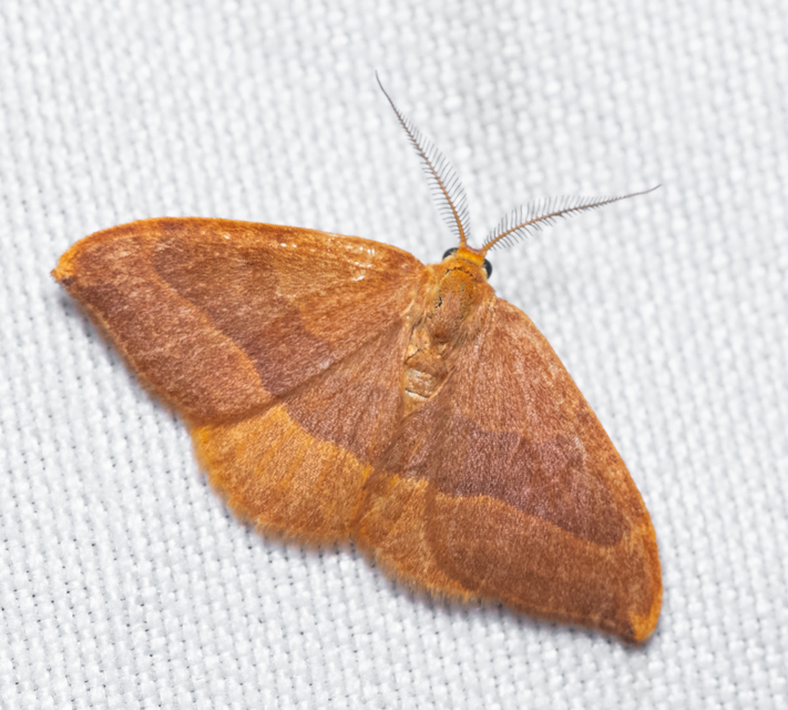 Watsonalla cultraria - bükkfa-sarlósszövő