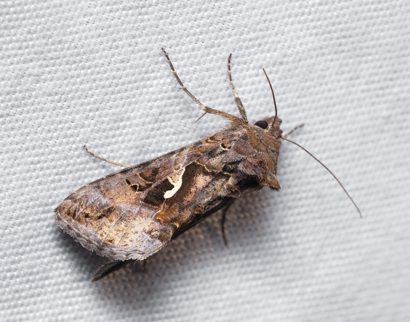 Autographa gamma - gammalepke