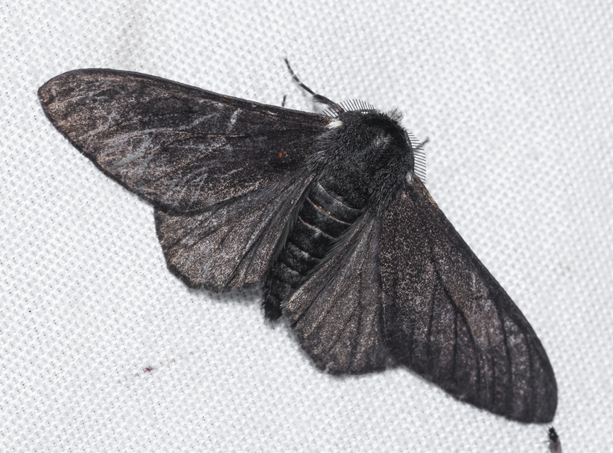 Biston betularia - szürkepettyes araszoló