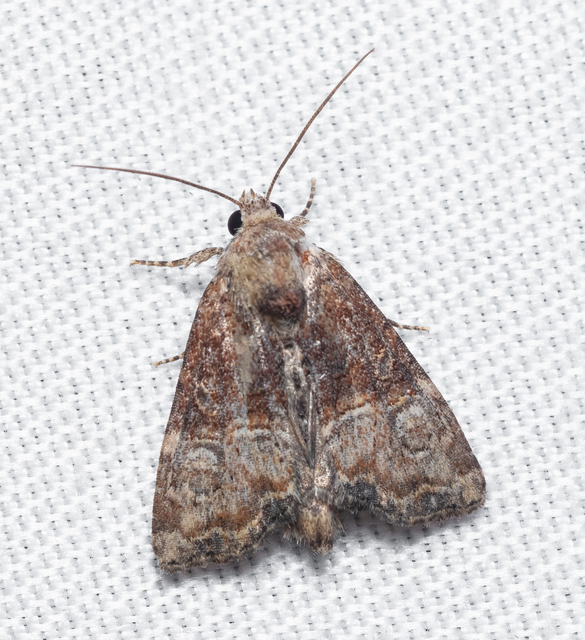 Mesoligia furuncula - kétszínű dudvabagoly
