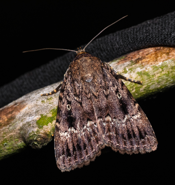 Amphipyra berbera/pyramidea