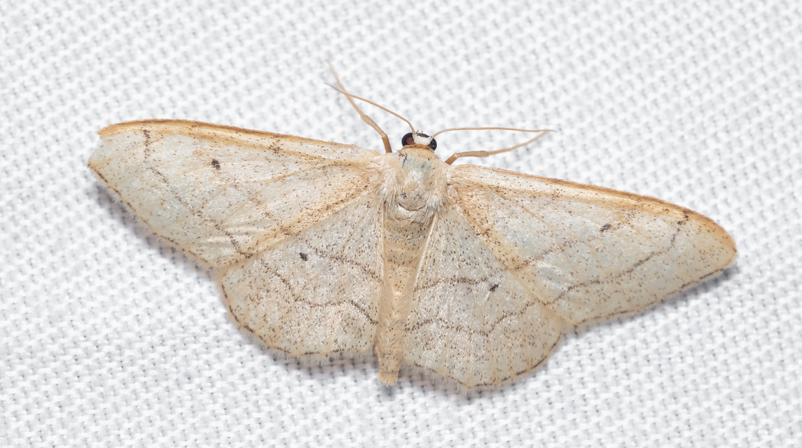 Idaea aversata - nagy sávosaraszoló