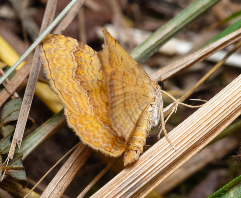 Camptogramma bilineata - kétvonalas sávosaraszoló