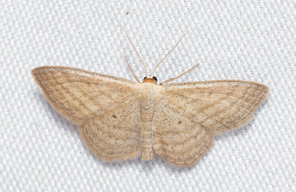 Scopula virgulata - vesszős sávosaraszoló