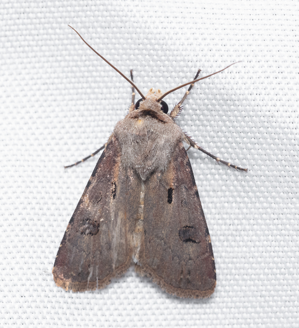 Agrotis exclamationis - felkiáltójeles földibagoly