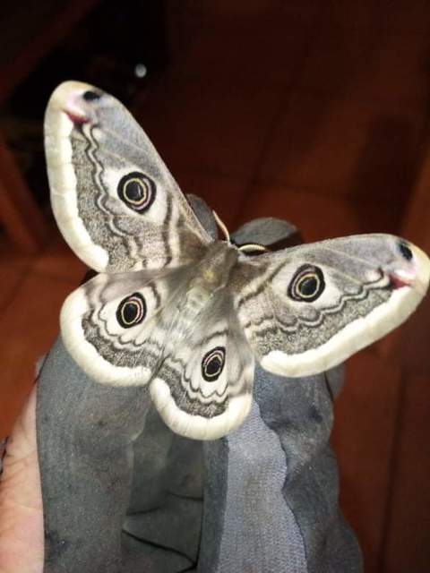 Saturnia pavoniella/pavonia