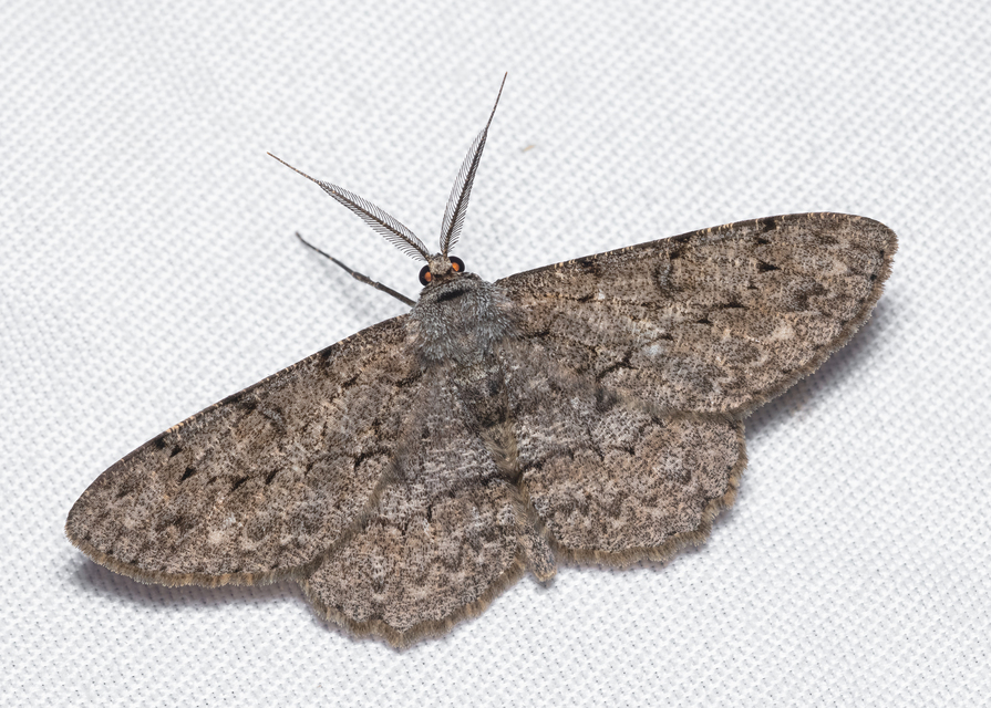 Hypomecis punctinalis - pettyes faaraszoló
