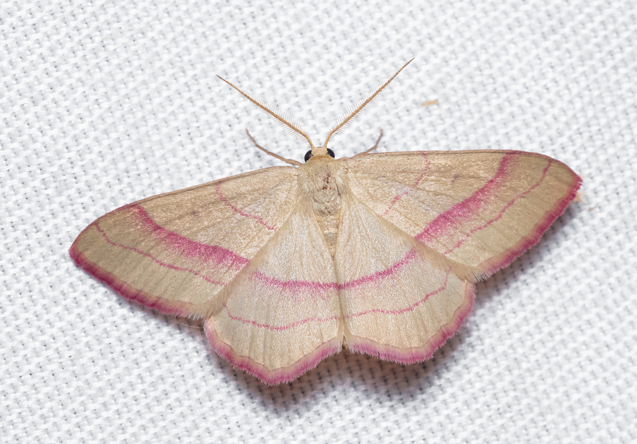 Rhodostrophia vibicaria - pirosszélű araszoló
