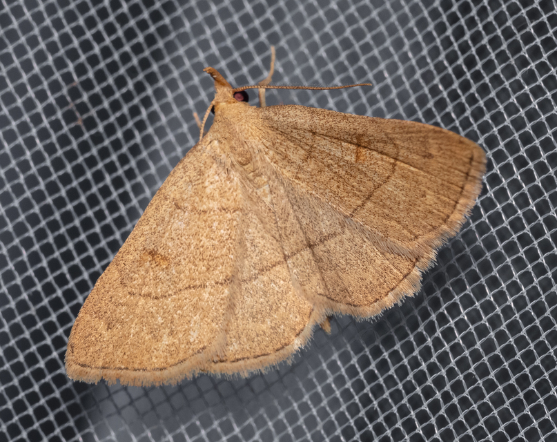 Paracolax tristalis - sárgás karcsúbagoly