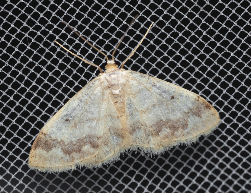 Idaea biselata - mocsári sávosaraszoló