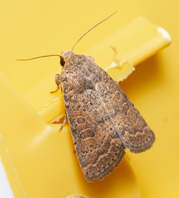 Hoplodrina superstes - ritka selymesbagoly