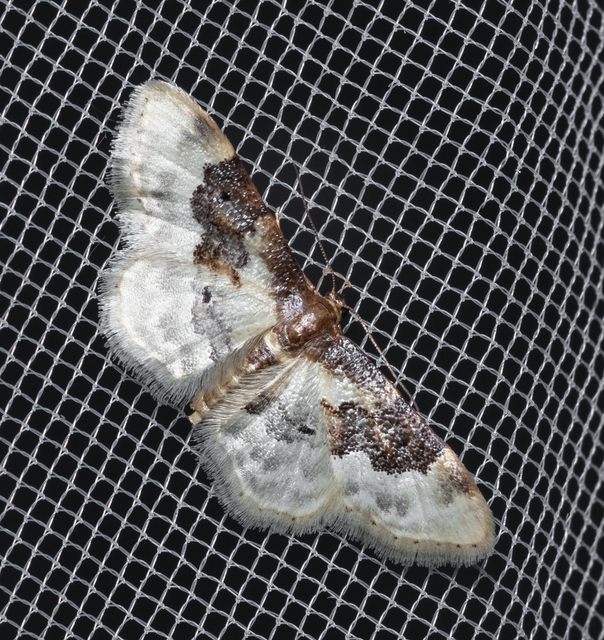 Idaea rusticata - tarka apróaraszoló
