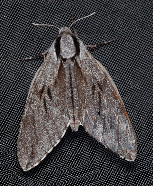Hyloicus pinastri - fenyőszender