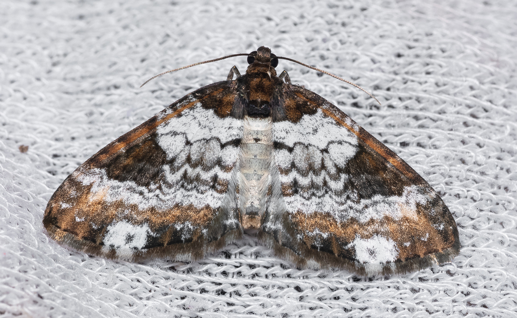 Melanthia procellata - hullámos tarkaaraszoló