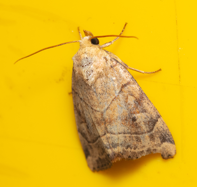 Cosmia trapezina - közönséges lombbagoly