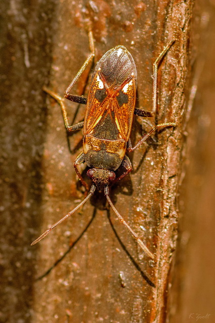 Rhyparochromus vulgaris - közönséges díszesbodobács