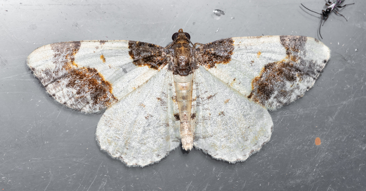 Ligdia adustata - barna levélaraszoló