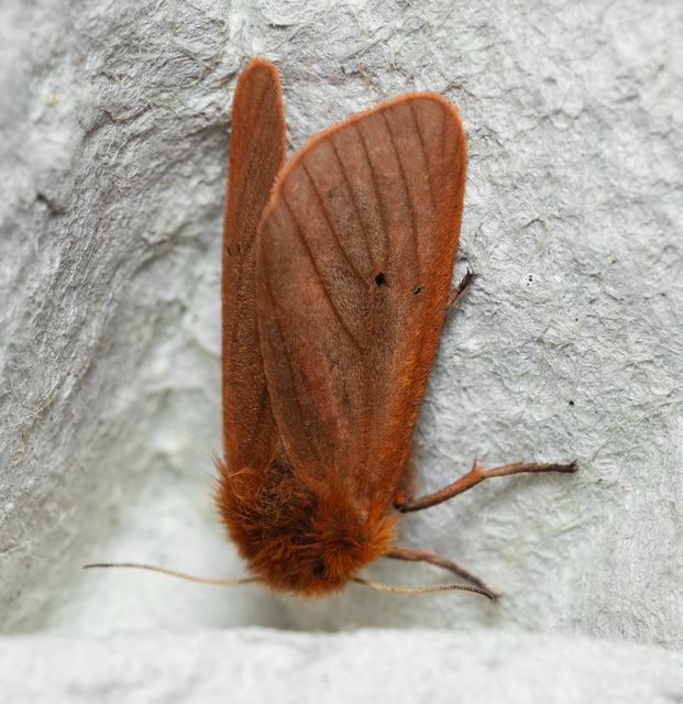 Phragmatobia fuliginosa - füstös medvelepke