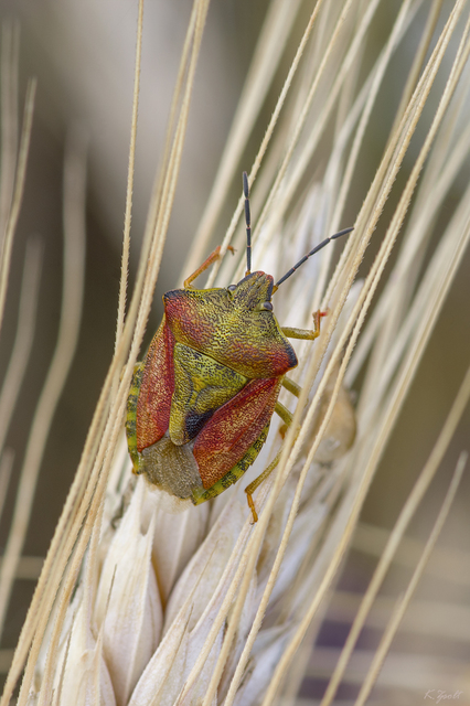 Carpocoris